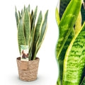 Green BoutiQ - Le vert, c'est... Plantes d'intérieur - Sansevieria Laurentii - Langue de belle-mère - Peu d'entretien - avec panier - Vert - 1 plante - Pot 21cm - Hauteur 70-80cm