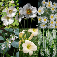 Vasteplant - Borderpakket - Wit - Diversen - Soorten en kleuren - 12 Planten - Pot 11cm - Hoogte 15-25cm