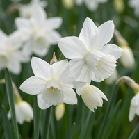 120x Narcissus Triandrus Thalia - Engelennarcis - Wit - Voorjaarsbloeier - Bolmaat 10/12