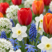 250x Bulbs From Holland - Bollen uit Holland - Diversen - Zomerbloeier - Bolmaat 10/12