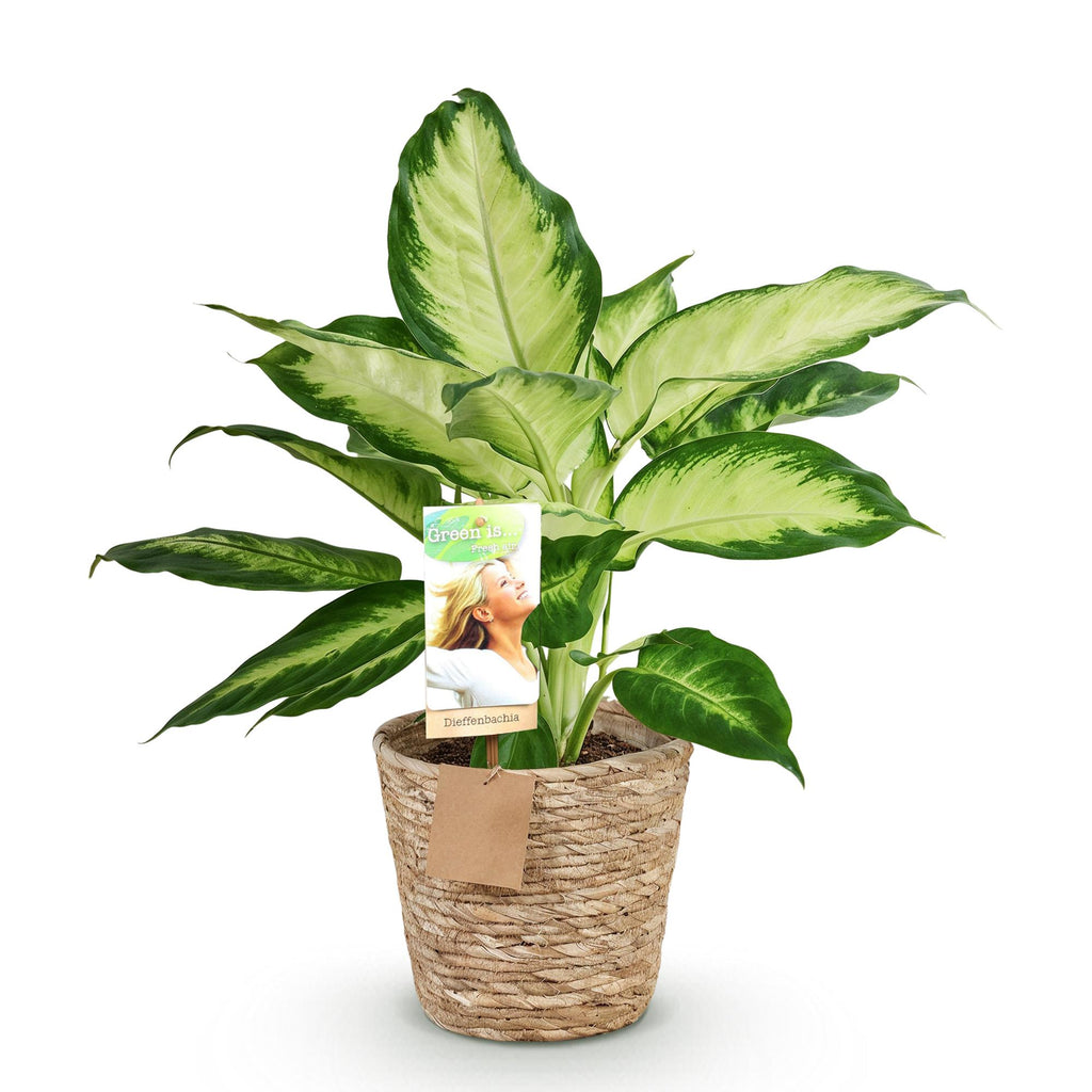 Green BoutiQ - Green is... Plantes d'intérieur - Dieffenbachia Camilla - Dieffenbachia - Peu d'entretien - avec panier - Vert - 1 Plante - Pot 17cm - Hauteur 45-50cm