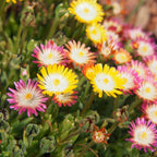 Green boutiQ - Couvre-sol - Rustique - Delosperma Jewel of Dessert - 4 plantes - Couleurs rouge - orange - violet - rose - peu d'entretien - Pot 14 Hauteur 17