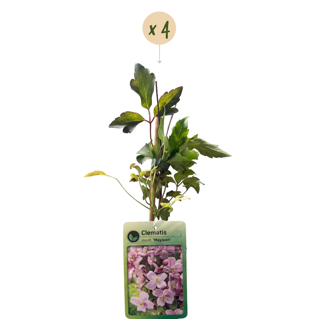 4x Clematis mont. 'Mayleen' - Mountain clematis - Light Pink - Climber - Ø9cm - ↕35cm