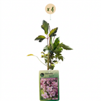 4x Clematis mont. 'Mayleen' - Clématite de montagne - Rose clair - Grimpante - Ø9cm - ↕35cm