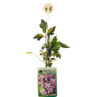 4x Clematis mont. 'Mayleen' - Mountain clematis - Light Pink - Climber - Ø9cm - ↕35cm