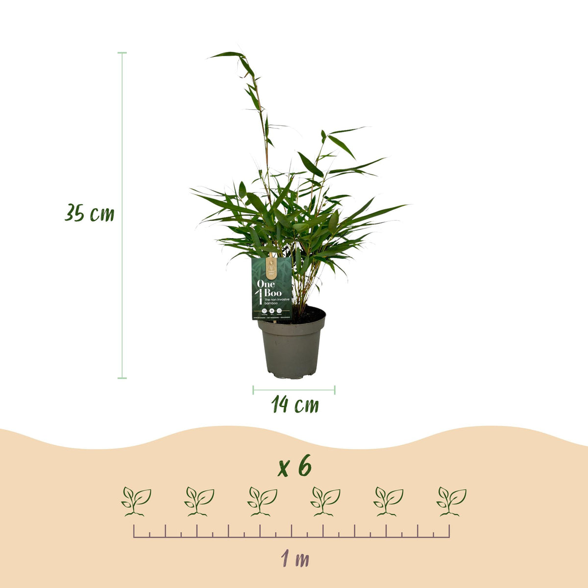 Green boutiQ - Bambus - Fargesia robusta Pingwu - Immergrün - Nicht wuchernd - Grün - 6 Pflanzen - Topf 14cm - Höhe 35cm