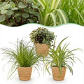 Green boutiQ - Zimmerpflanze - Cyperus - Callisia - Chlorophytum - 3er-Set - Haustierfreundliche Pflanzen - Grün - 3 Pflanzen - mit Korb - Topf 12cm - Höhe 20cm
