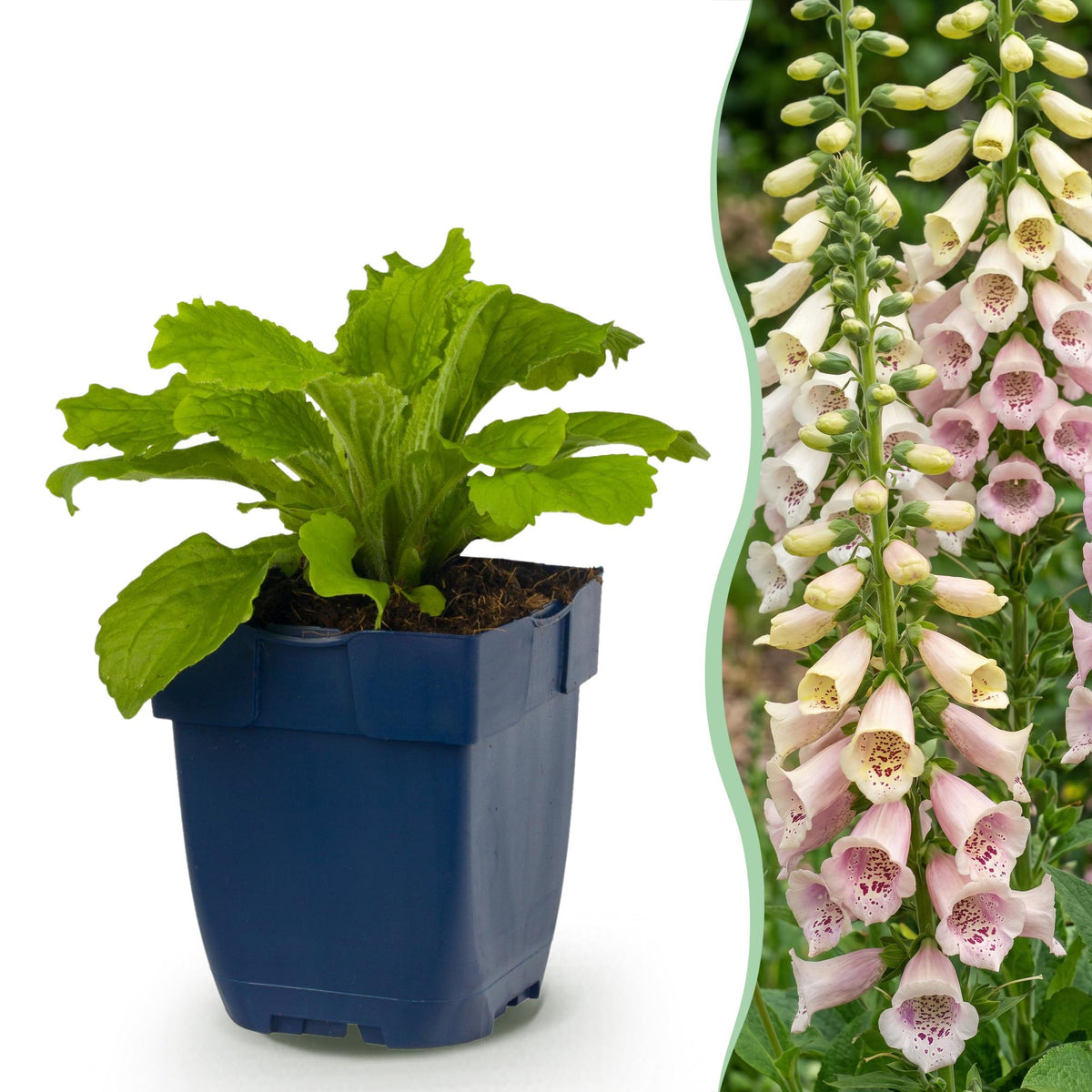 Green boutiQ - Stauden - Digitalis purp. Gloxiniiflora - Fingerhut - Schatten - Weiß-Rosa - 12 Pflanzen - Topf 11cm - Höhe 15-25cm