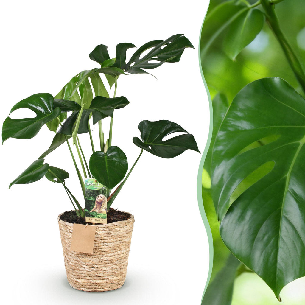 Green BoutiQ - Green is... Plantes d'intérieur - Monstera Deliciosa - Plante à trous - Peu d'entretien - avec panier - Vert - 1 plante - Pot 17cm - Hauteur 50-55cm