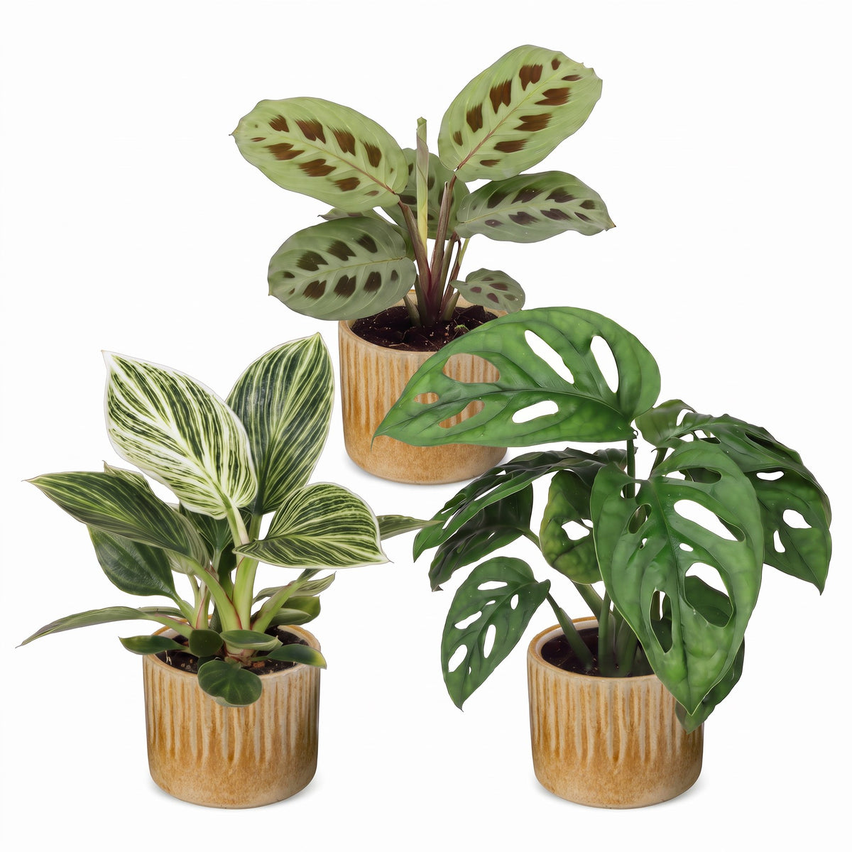 3x Baby Plants Surprise Box - Baby Plants Surprise Box - Various colours - Tropical - incl. Linnea Honey - Ø6cm - ↕5-15cm