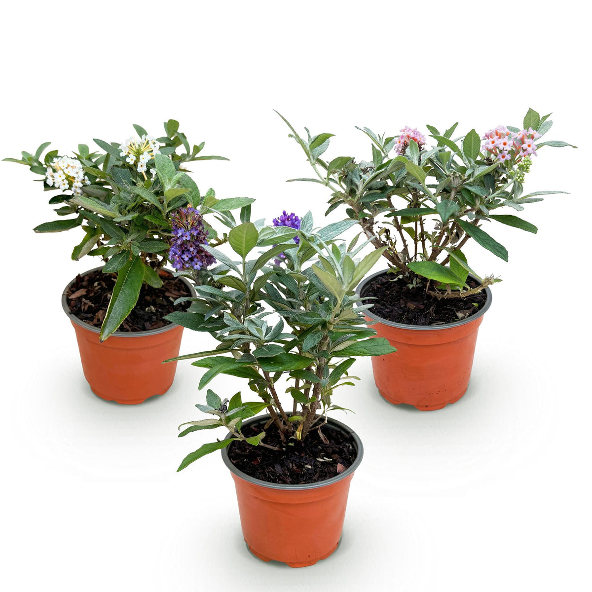 Green boutiQ - Plante de jardin - Buddleja davidii Butterfly Candy Little Tricolour - Arbre aux papillons - Compact - Rose-Blanc-Lilas - 3 Plantes - Pot 12cm - Hauteur 20-25cm