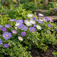 400x Anemone Blanda mix - Griekse anemoon mix - Diversen - Verwilderingsbol - Bolmaat 4/5