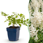 Green boutiQ - Stauden - Astilbe (J) Deutschland - Prachtspiere - Schatten - Weiß - 6 Pflanzen - Topf 11cm - Höhe 15-25cm