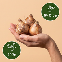 140x Narcissus Yellow - Gele narcis - Geel - Voorjaarsbloeier - Bolmaat 10/12