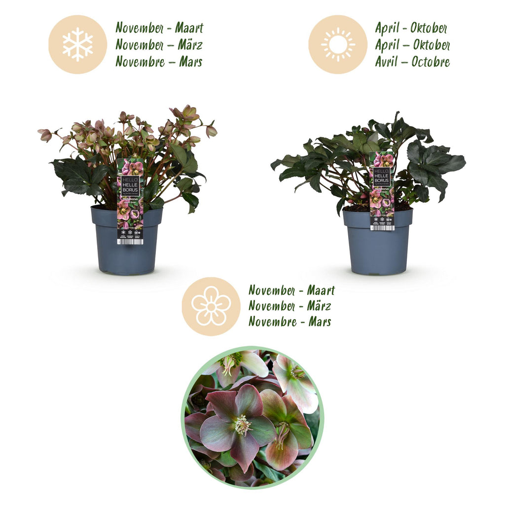 Green boutiQ - Plante de jardin - Rose de Carême - Hellébore Angels Glow - Fleur rose - Persistant - Pot 19cm Hauteur 50cm