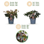 Green boutiQ - Plante de jardin - Rose de Carême - Hellébore Angels Glow - Fleur rose - Persistant - Pot 19cm Hauteur 50cm