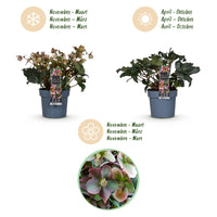 Green boutiQ - Tuinplant - Lenten Rose -  Helleborus Angels Glow - Roze Bloem - Groenblijvend - Pot 19cm Hoogte 50cm