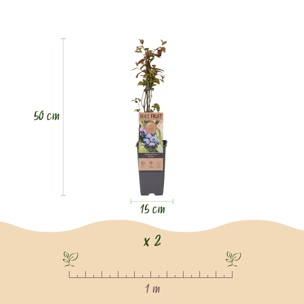 Green boutiQ - Obstpflanze - Vaccinium corymbosum Jersey - Kulturheidelbeere - Winterhart - Blaubeere - 2 Pflanzen - Topf 15cm - Höhe 50cm