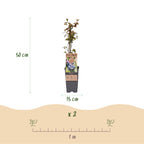 Green boutiQ - Obstpflanze - Vaccinium corymbosum Jersey - Kulturheidelbeere - Winterhart - Blaubeere - 2 Pflanzen - Topf 15cm - Höhe 50cm