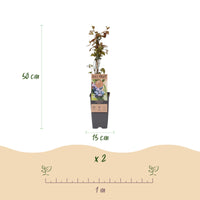 Green boutiQ - Fruitplant - Vaccinium corymbosum Jersey - Bosbes - Winterhard - Blauwe Bes - 2 Planten - Pot 15cm - Hoogte 50cm