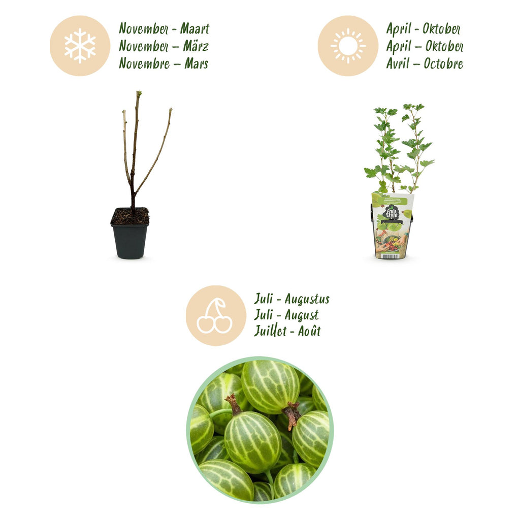 Green boutiQ - Plants fruitiers - Groseillier à maquereau - Ribes uva-crispa Hinnonmaki Grun - Rustique - 6 plantes - Pot 9 cm - Groseille verte