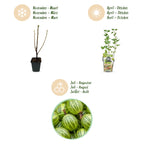 Green boutiQ - Plants fruitiers - Groseillier à maquereau - Ribes uva-crispa Hinnonmaki Grun - Rustique - 6 plantes - Pot 9 cm - Groseille verte