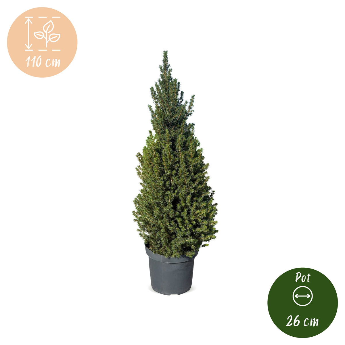 Picea glauca Conica - Dwarf Alberta Spruce - Green - Christmas tree - Ø26cm - ↕110cm