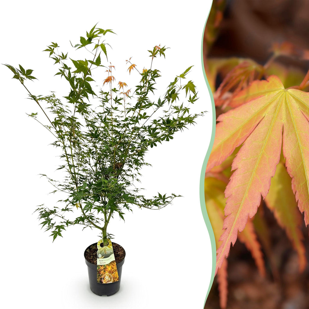 Green boutiQ - Plante de jardin - Acer palmatum Katsura - Érable japonais - Caduc - Vert - 1 - Pot 26cm - Hauteur 90cm