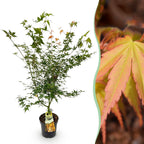 Green boutiQ - Plante de jardin - Acer palmatum Katsura - Érable japonais - Caduc - Vert - 1 - Pot 26cm - Hauteur 90cm