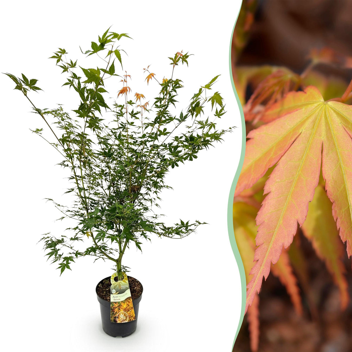 Green boutiQ - Plante de jardin - Acer palmatum Katsura - Érable japonais - Caduc - Vert - 1 - Pot 26cm - Hauteur 90cm