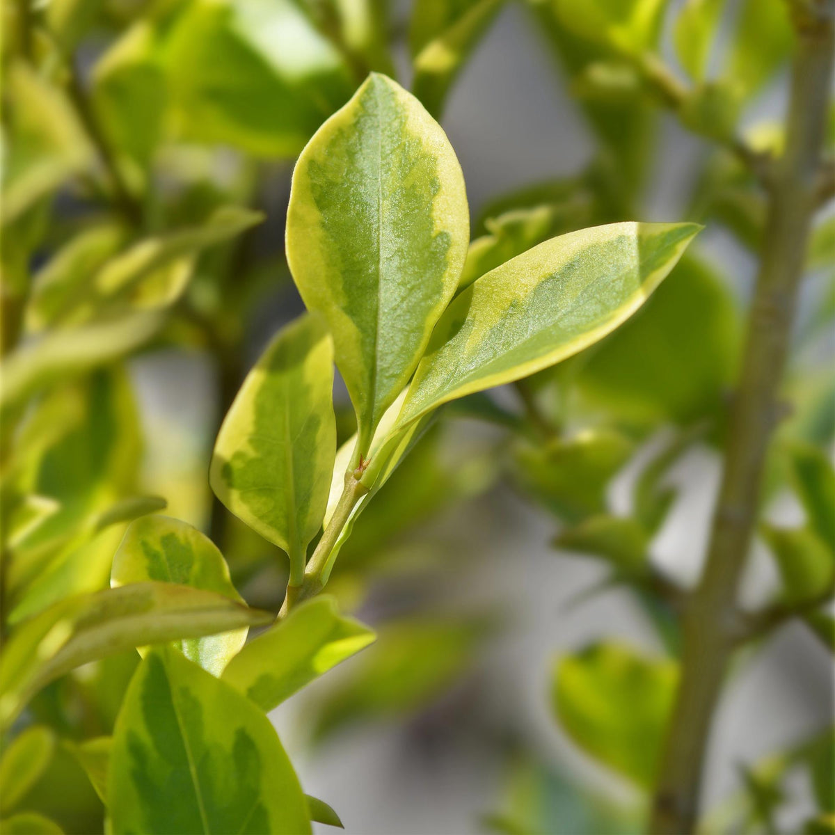 Green boutiQ - Haagplanten - Ligustrum ovalifolium Aureum - blad geel groen - 8 planten - 1 strekkende meter - groenblijvend - pot  9cm hoogte 35-40cm