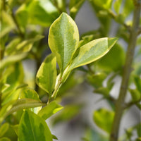 Green boutiQ - Haagplanten - Ligustrum ovalifolium Aureum - blad geel groen - 8 planten - 1 strekkende meter - groenblijvend - pot  9cm hoogte 35-40cm