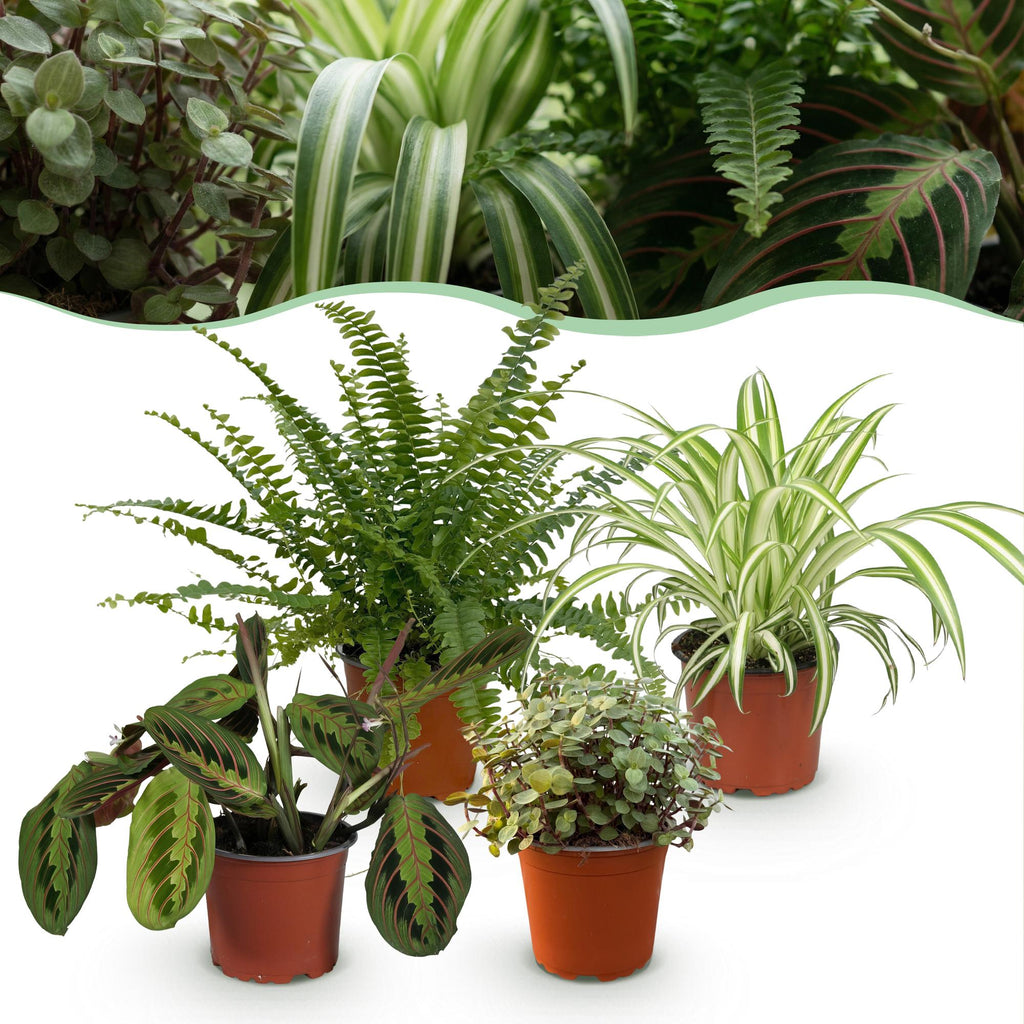 Green boutiQ - Zimmerpflanze - Grünlilie - Marante - Schönpolster - Schwertfarn - 4er-Mix - Haustierfreundliche Pflanzen - Grün - 4 Pflanzen - Topf 12 cm - Höhe 25 cm