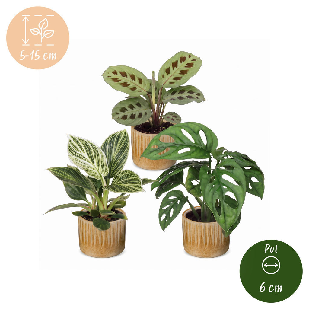 3x Baby Plants Surprise Box - Baby Plants Surprise Box - Various colours - Tropical - incl. Linnea Honey - Ø6cm - ↕5-15cm