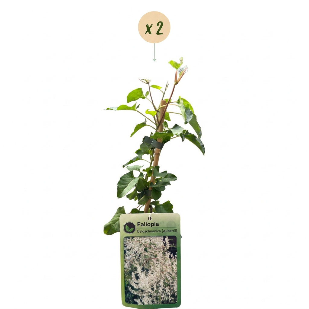 2x Fallopia aubertii - Silver lace vine - White - Climber - Ø9cm - ↕35cm