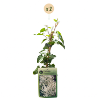 2x Fallopia aubertii - Silver lace vine - White - Climber - Ø9cm - ↕35cm