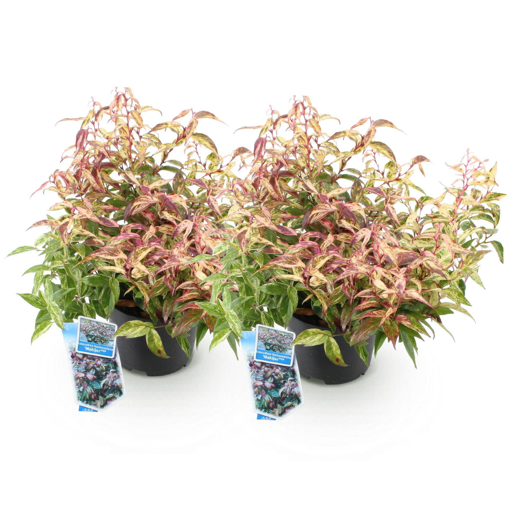 Green boutiQ - Gartenpflanze - Leucothoe Makijaz - Braun - 2 Pflanzen - Immergrün - Pflegeleicht - Topf 17cm Höhe 45cm