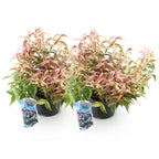 Green boutiQ - Gartenpflanze - Leucothoe Makijaz - Braun - 2 Pflanzen - Immergrün - Pflegeleicht - Topf 17cm Höhe 45cm