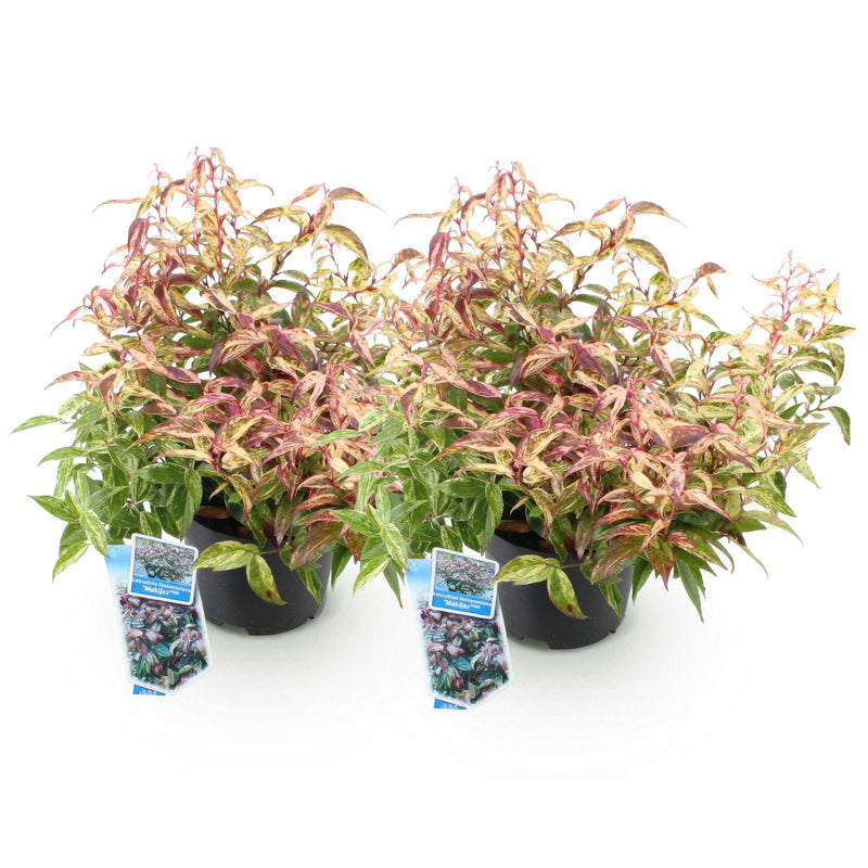 Green boutiQ - Tuinplant - Leucothoe Makijaz - Bruin - 2 Planten - Groenblijvend - Weinig Onderhoud - Pot 17cm Hoogte 45cm