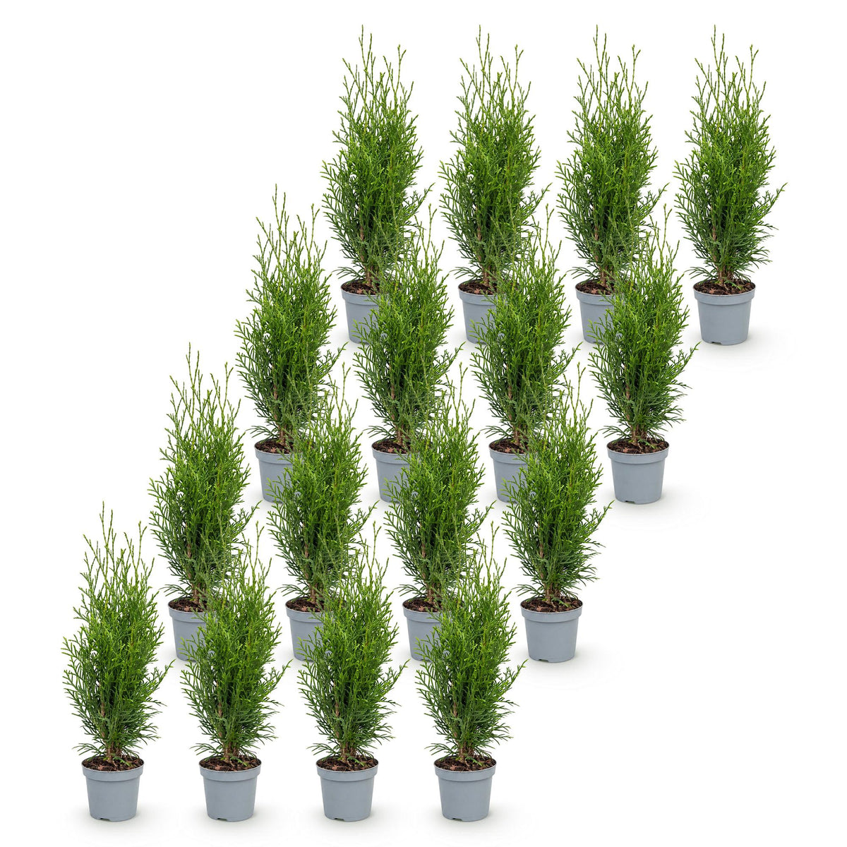 Green boutiQ - 16x Thuja occidentalis Smaragd - Levensboom - Haagplanten - Groenblijvend - Groen - Pot 9cm - Hoogte 20-30cm