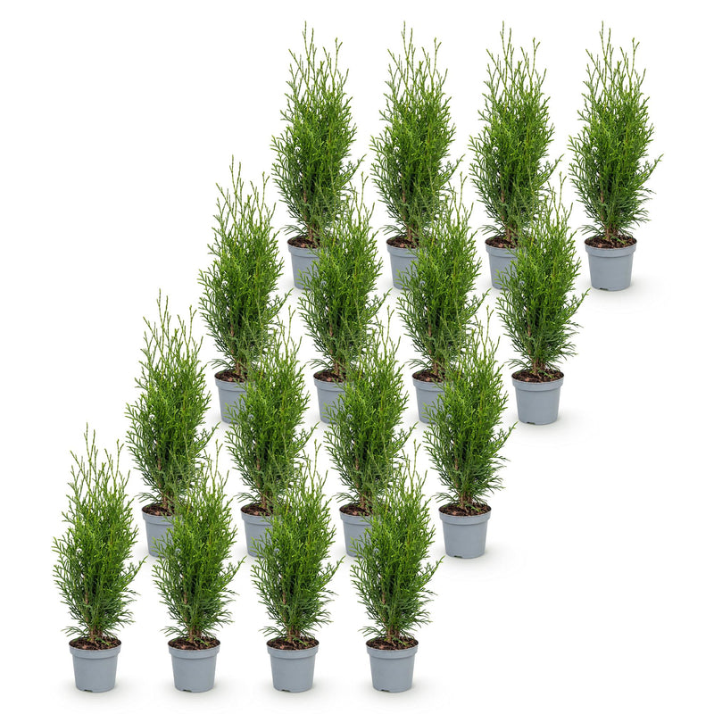 Green boutiQ - 16x Thuja occidentalis Smaragd - Levensboom - Haagplanten - Groenblijvend - Groen - Pot 9cm - Hoogte 20-30cm