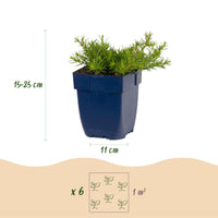 Green boutiQ - Vasteplant - Phlox MacDaniel's Cushion - Vlambloem - Bodembedekkend - Donker Roze - 24 Planten - Pot 11cm - Hoogte 15-25cm
