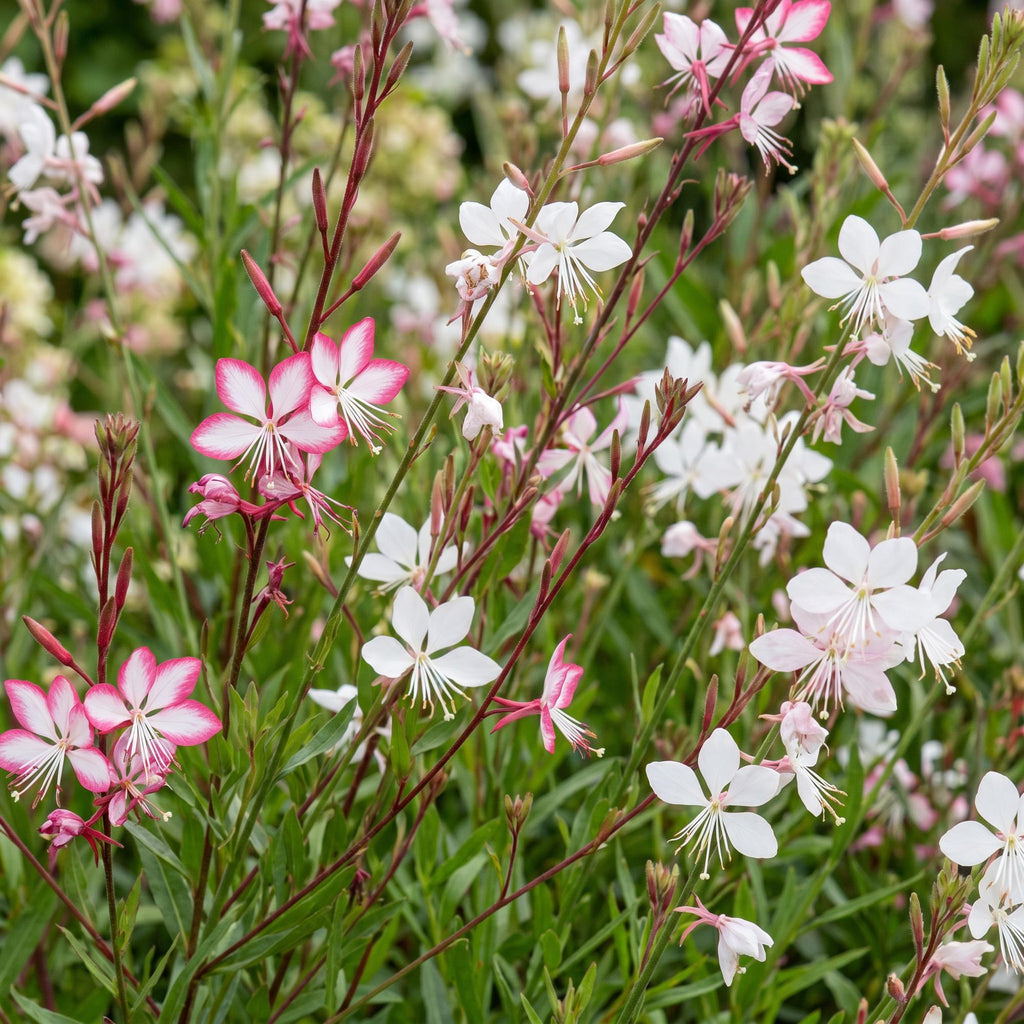 Green boutiQ - Stauden - Gaura Duo - Prachtkerze - Bienen- und Schmetterlingsmagnet - Rosa - Weiß - 6 Pflanzen - Topf 11cm - Höhe 15-25cm