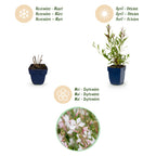 Green boutiQ - Stauden - Gaura lindh. Whirling Butterflies - Prachtkerze - Bienen- und Schmetterlingsmagnet - Weiß - 12 Pflanzen - Topf 11cm - Höhe 15-25cm