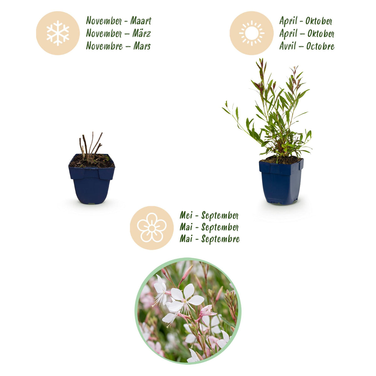 Green boutiQ - Stauden - Gaura lindh. Whirling Butterflies - Prachtkerze - Bienen- und Schmetterlingsmagnet - Weiß - 12 Pflanzen - Topf 11cm - Höhe 15-25cm