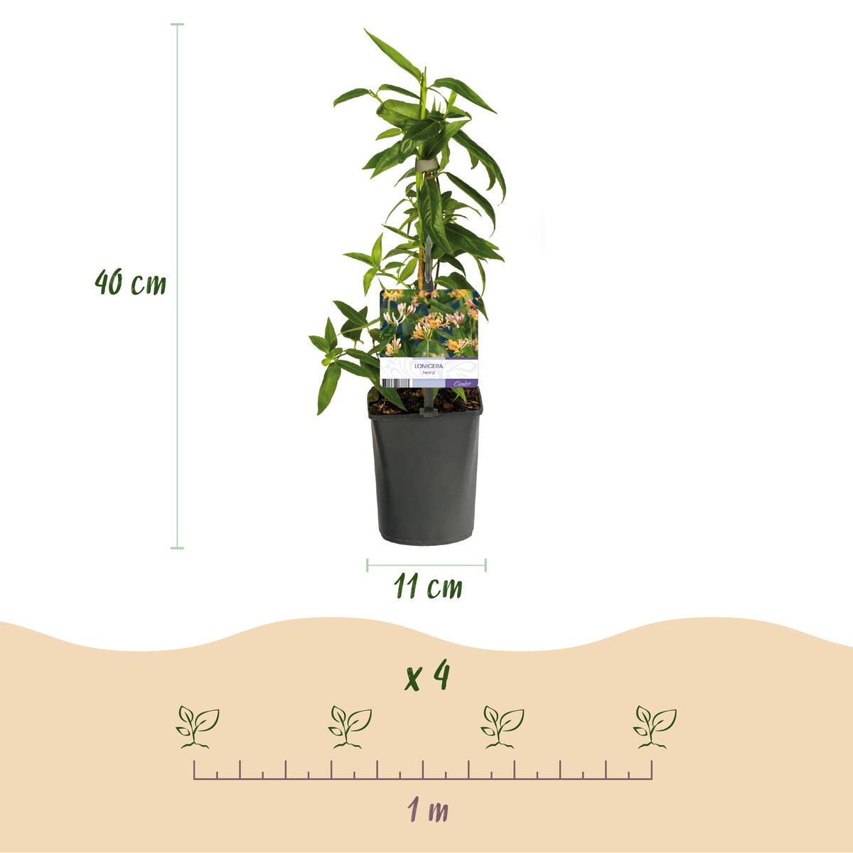 Green boutiQ - Kamperfoelie - Lonicera henryi - Bloem Roze - Weinig onderhoud - 2 planten - Pot 11cm Hoogte 40cm