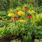 Green boutiQ - Bloembollen - Fritillaria Imperialis Mix - Kleur Geel en Oranje - 3 stuks - Bolmaat 18/20 - XXL Pack - foto 2