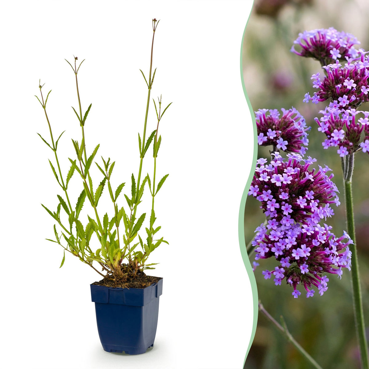 Vasteplant - Verbena bonariensis - Ijzerhard - Bijen- en vlinderlokkers - Paars - 1 Plant - Pot 11cm - Hoogte 15-25cm