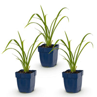 Green boutiQ - Vasteplant - Hemerocallis Mauna Loa - Daglelie - Bijen en Vlinderlokkers - Oranje - 3 Planten - Pot 11cm - Hoogte 15-25cm