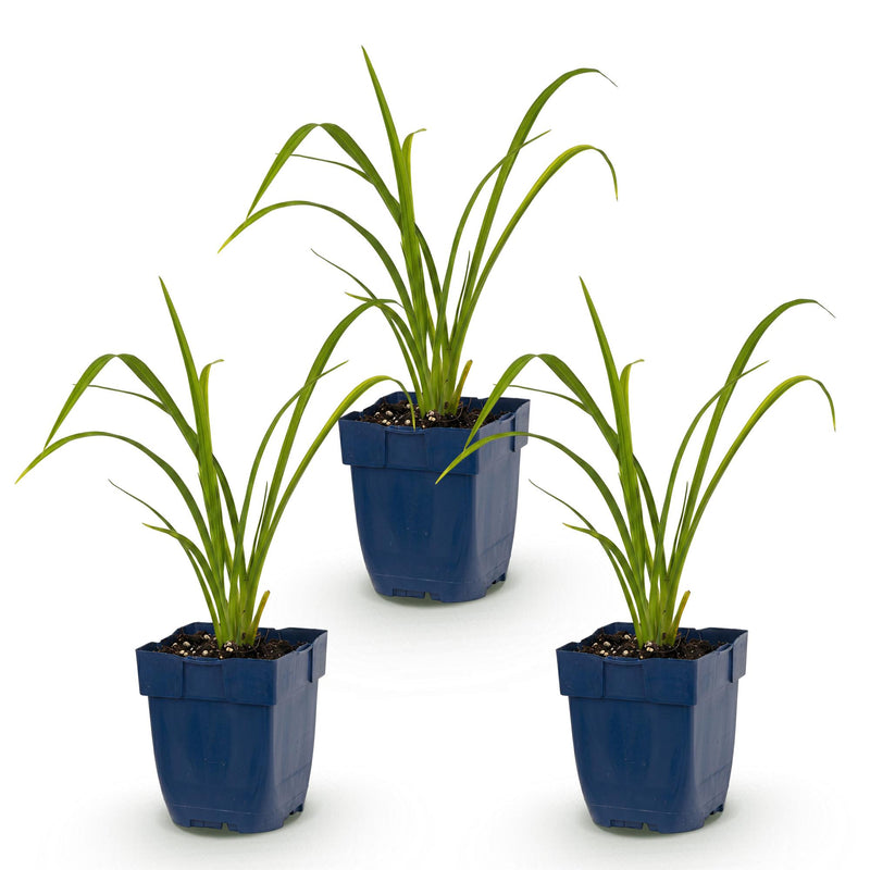 Green boutiQ - Vasteplant - Hemerocallis Mauna Loa - Daglelie - Bijen en Vlinderlokkers - Oranje - 3 Planten - Pot 11cm - Hoogte 15-25cm
